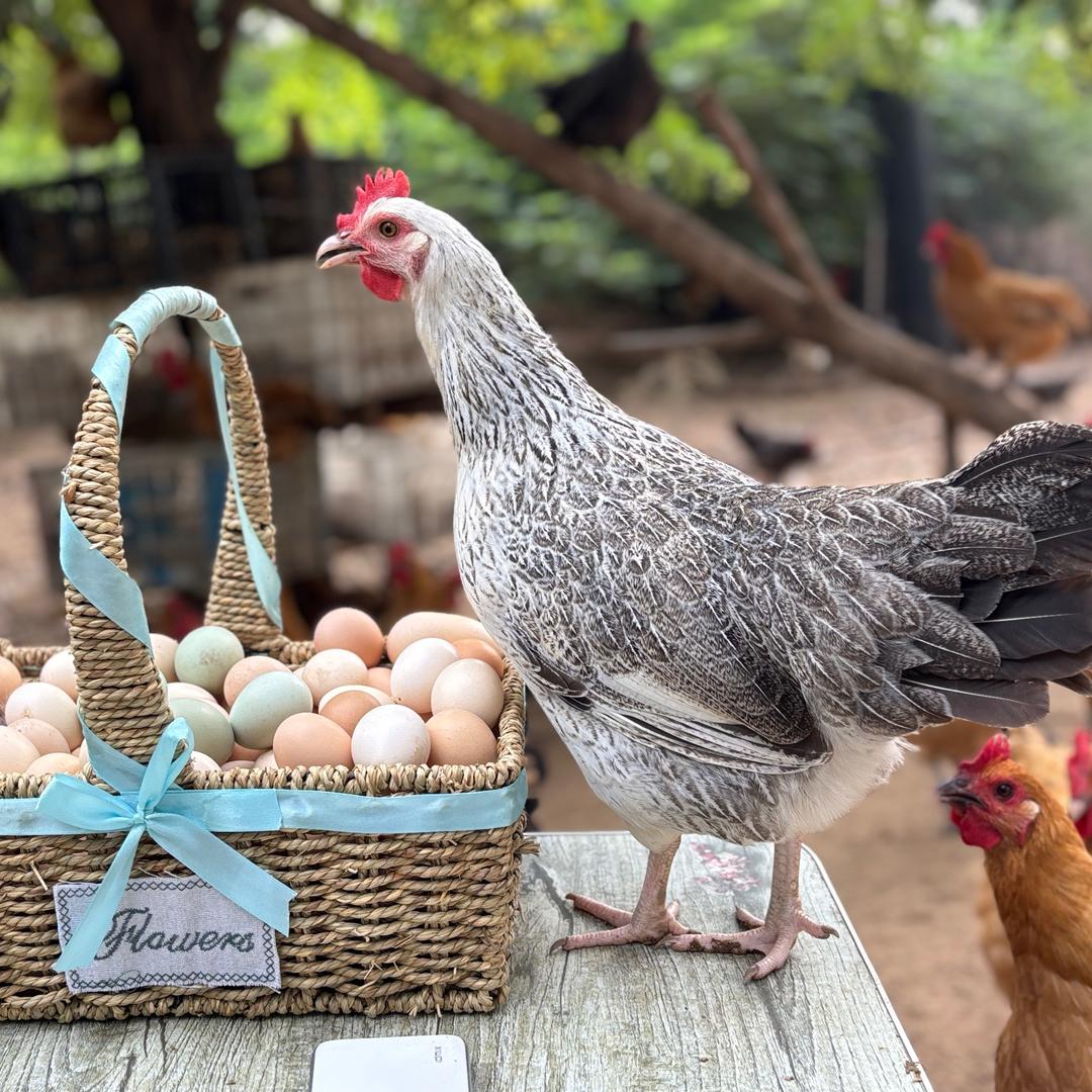 中牟槐树岗土鸡产品