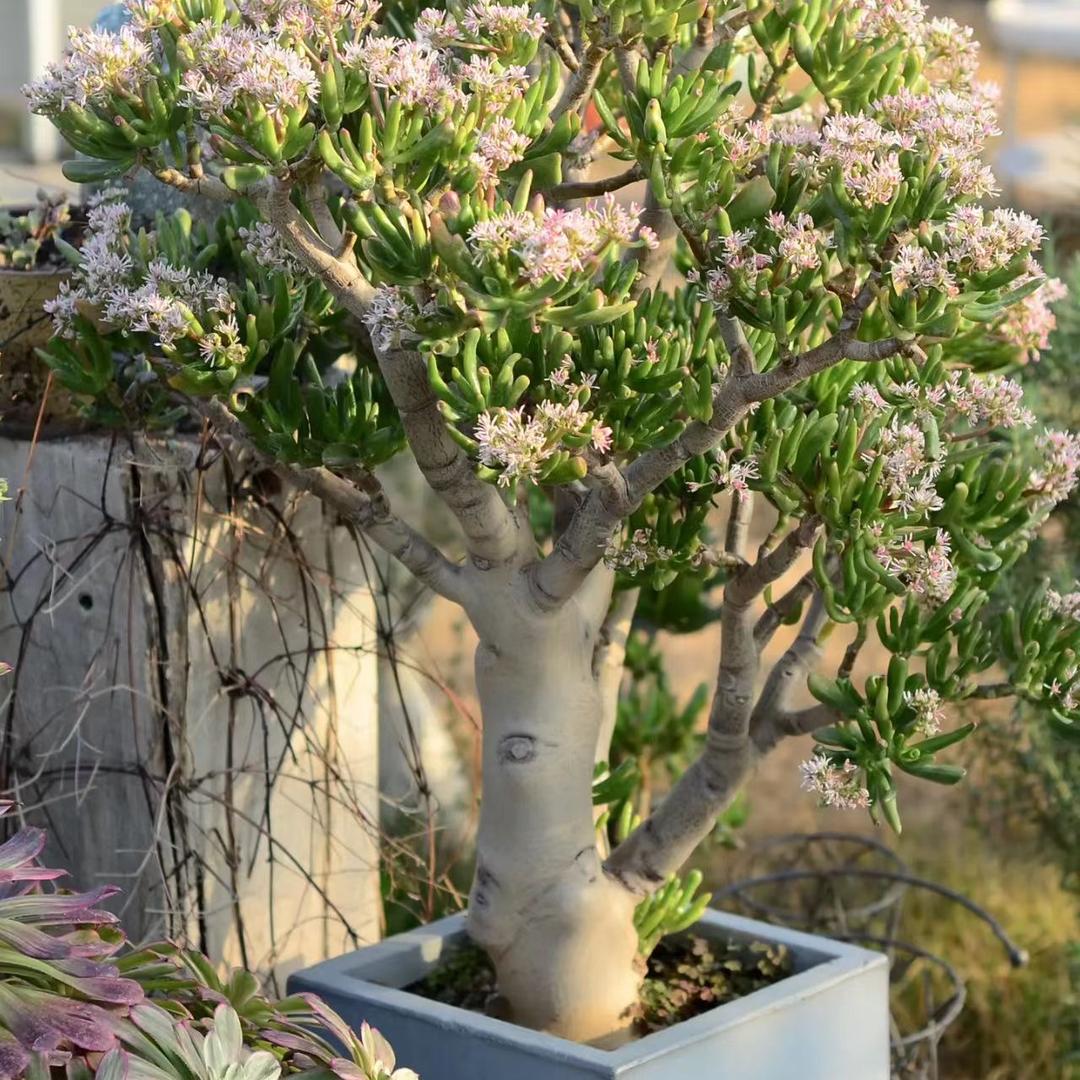 春之意多肉花卉