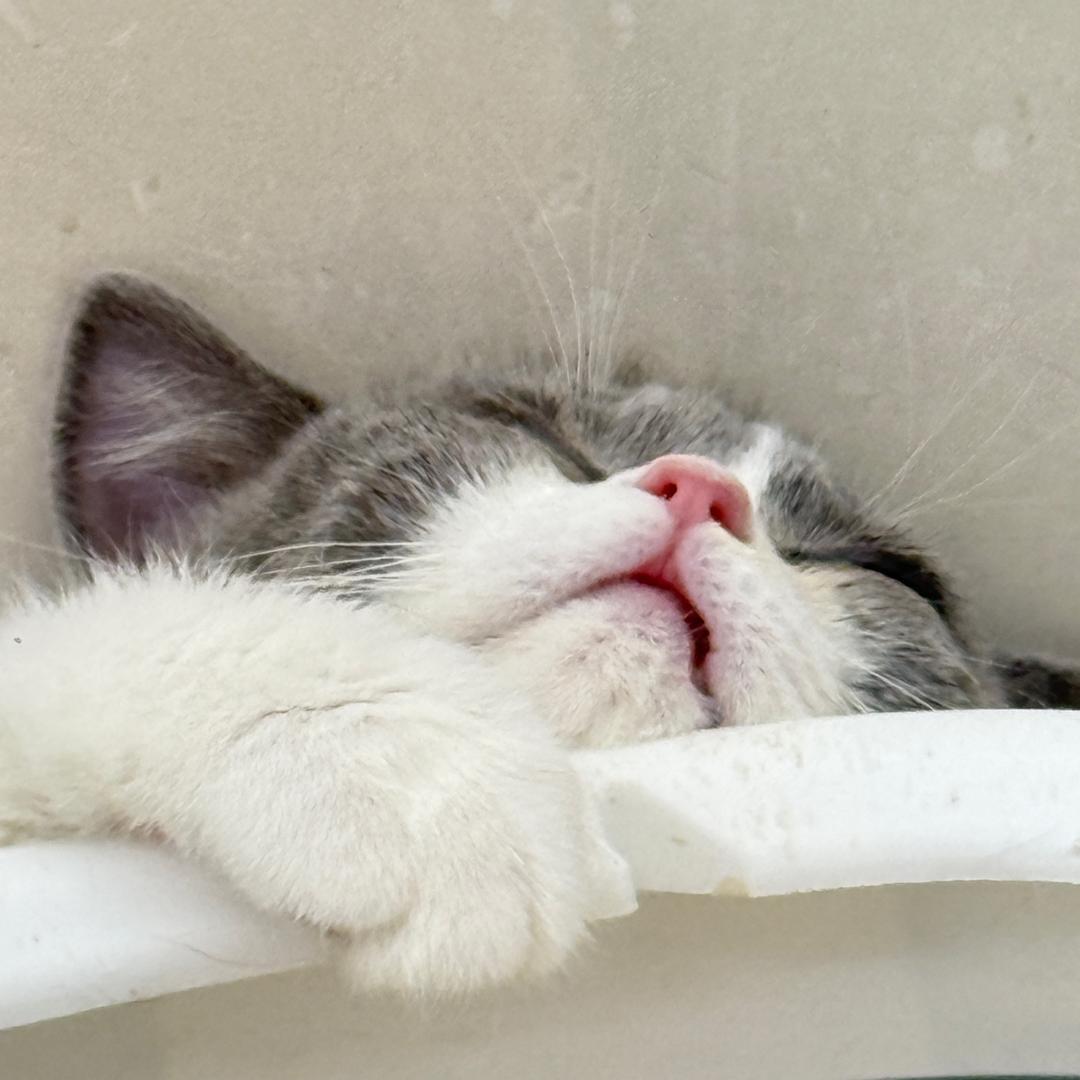 一只有梦想的猫❤️