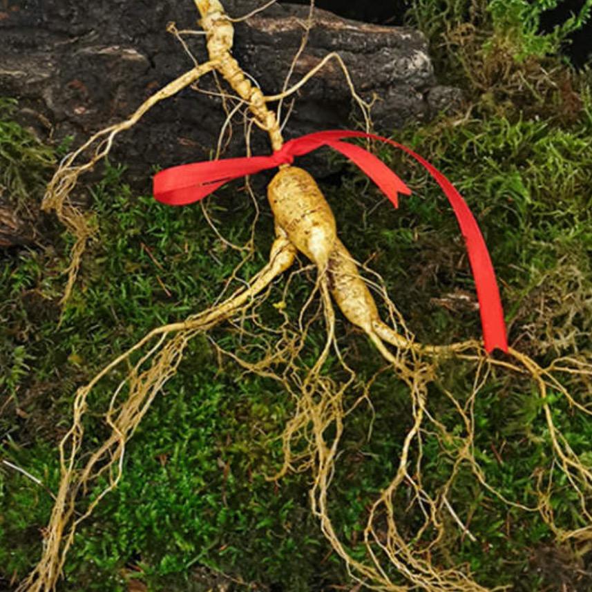 长白山小岑参茸特产行