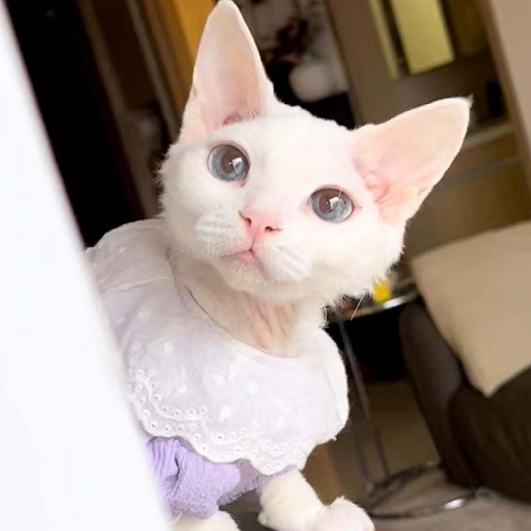 南瓜有猫