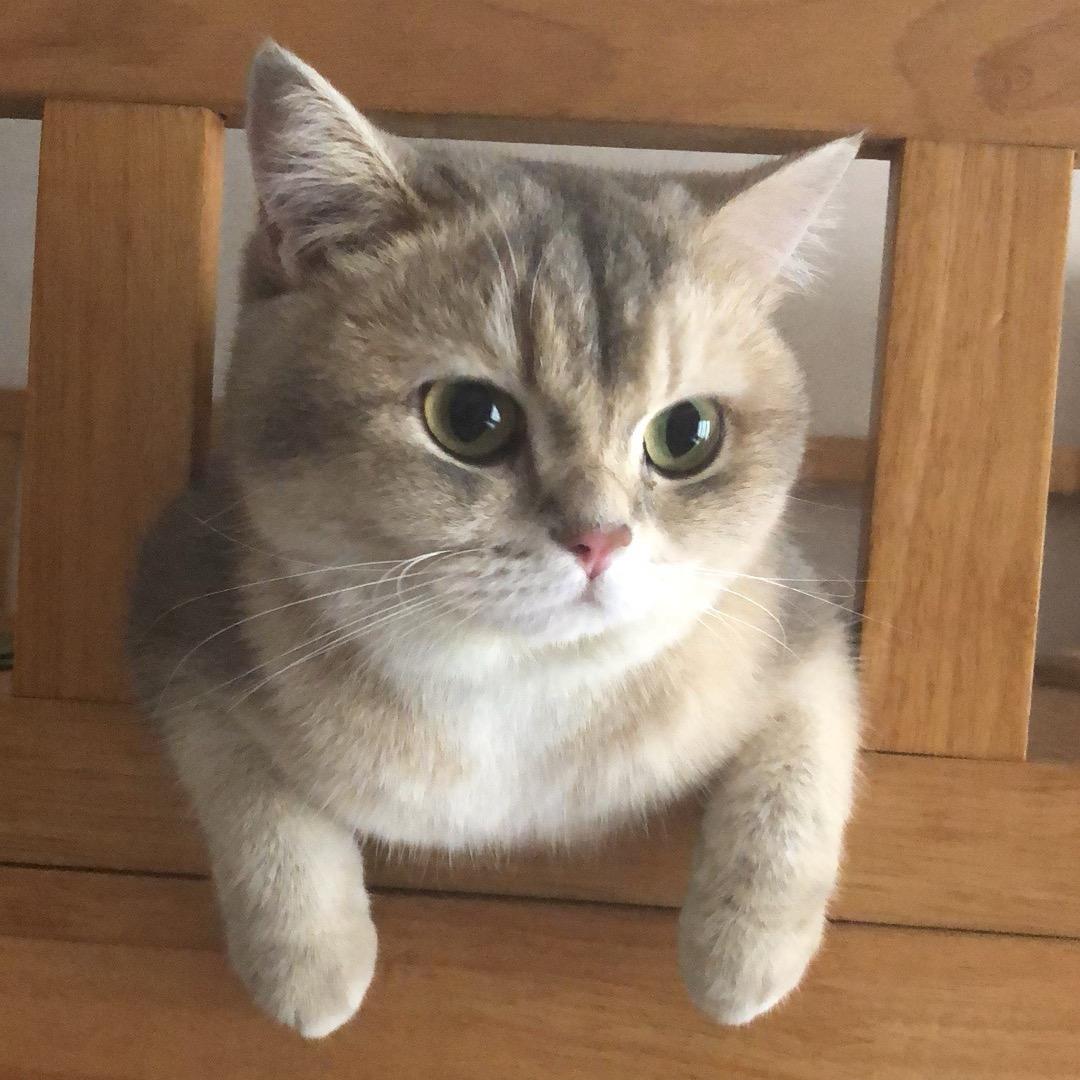 想看人间蓝橘子海