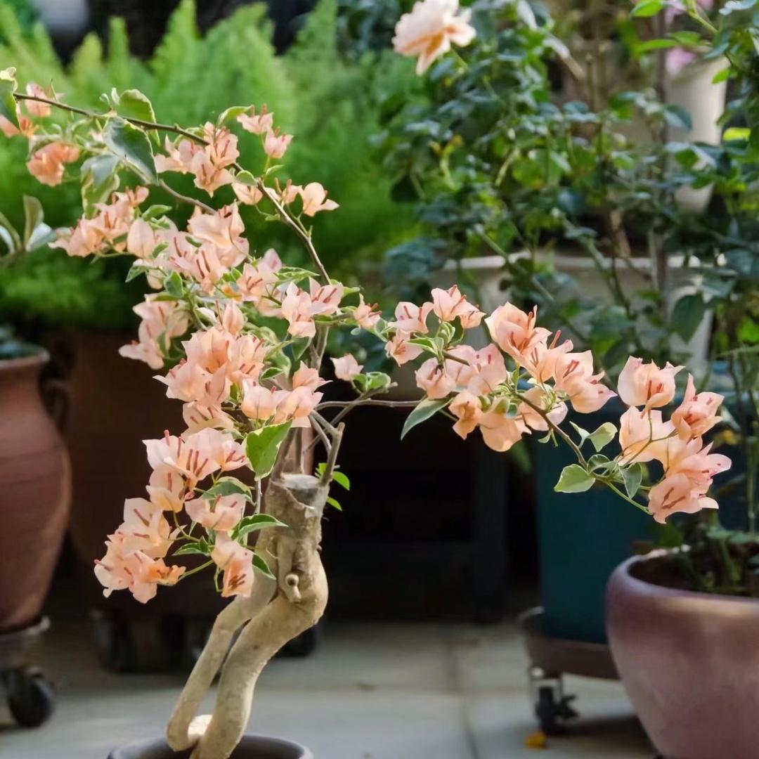 创森园艺场花卉绿植