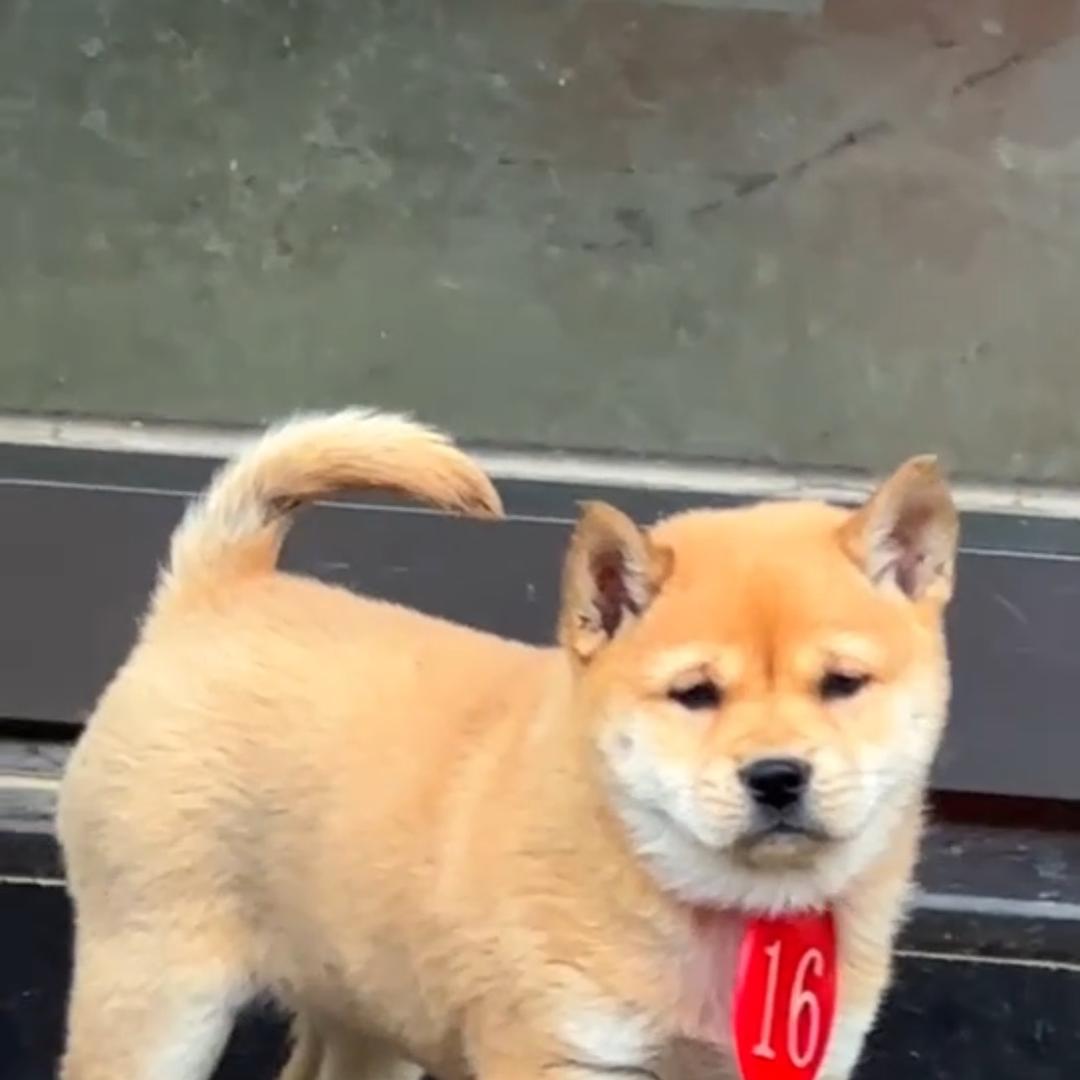 宠物之家青青田园犬