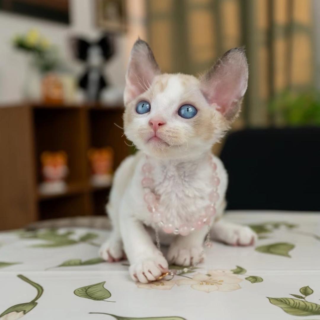 皮皮的猫