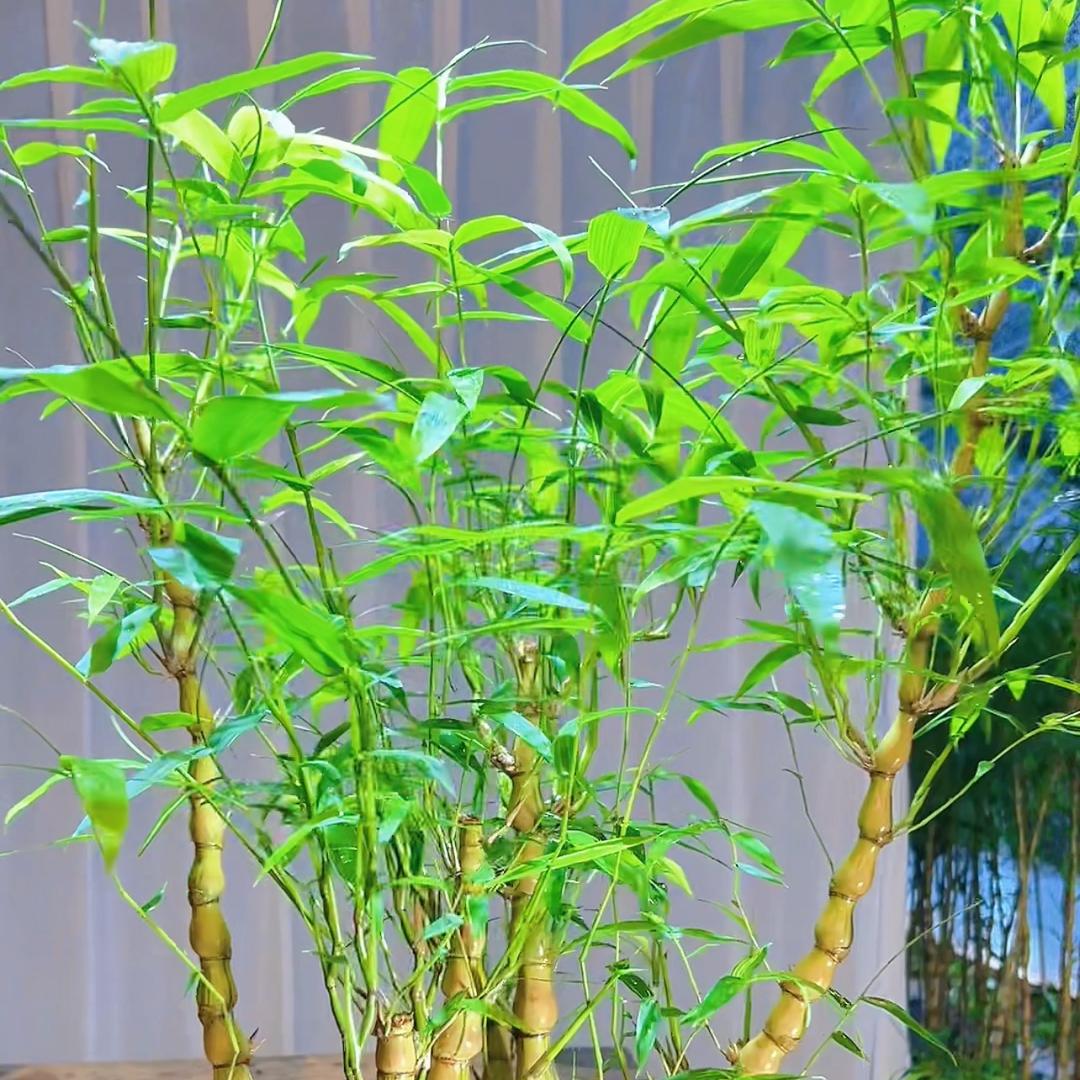 竹意家园佛肚竹