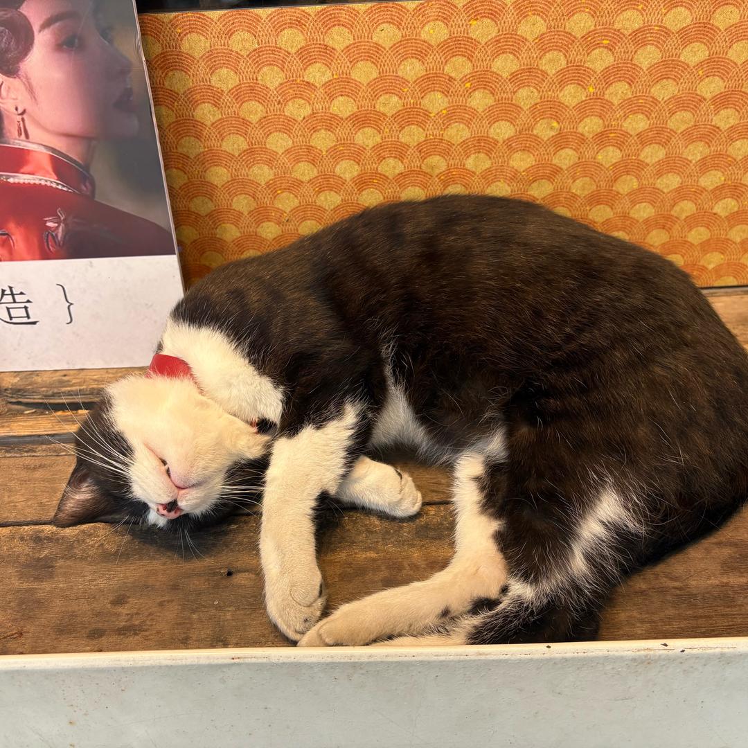 小李胖了🥺