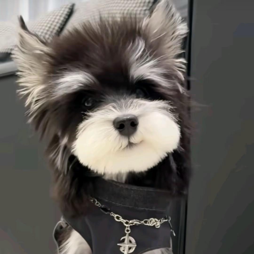 兜梦犬舍2