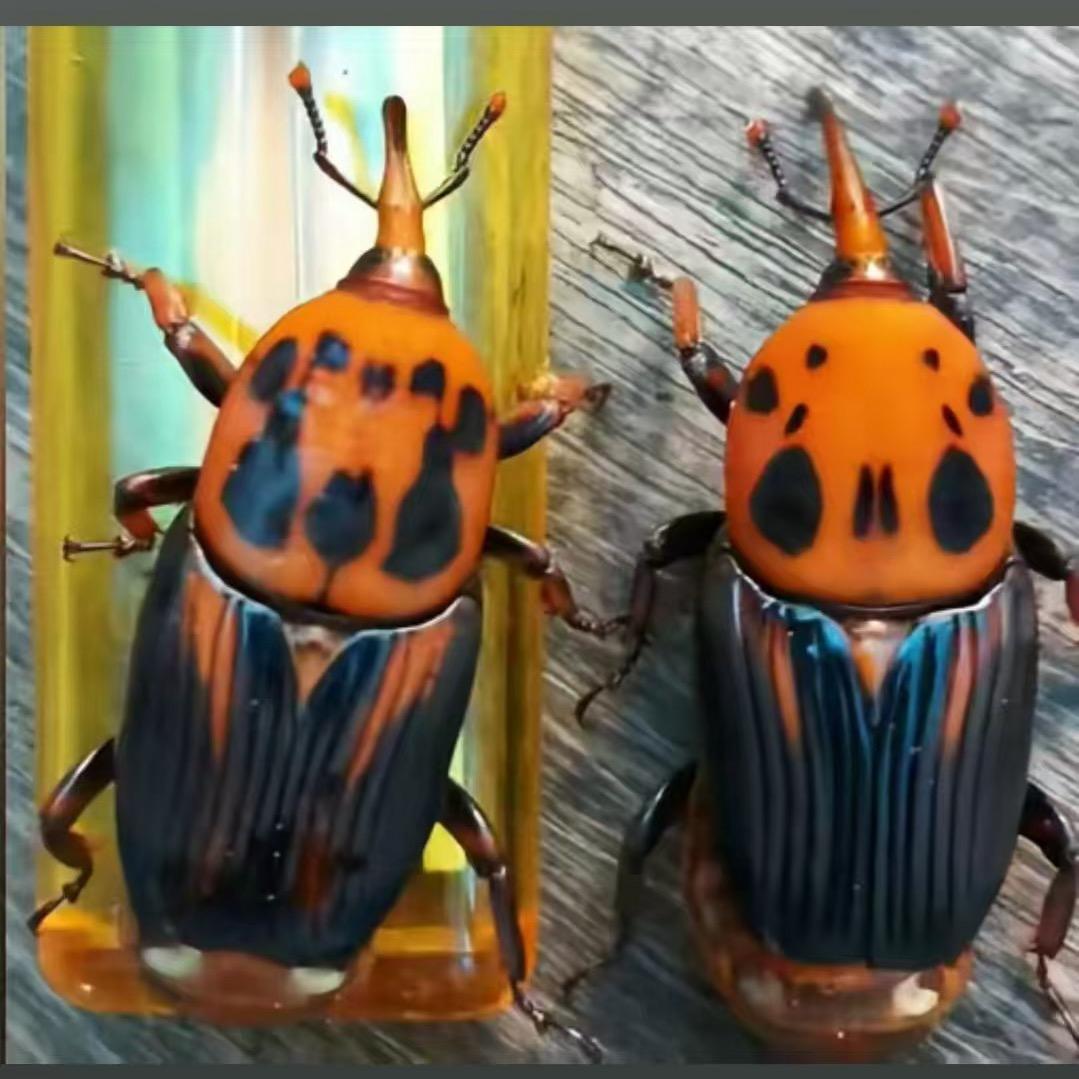 德江县大型竹虫养殖基地2