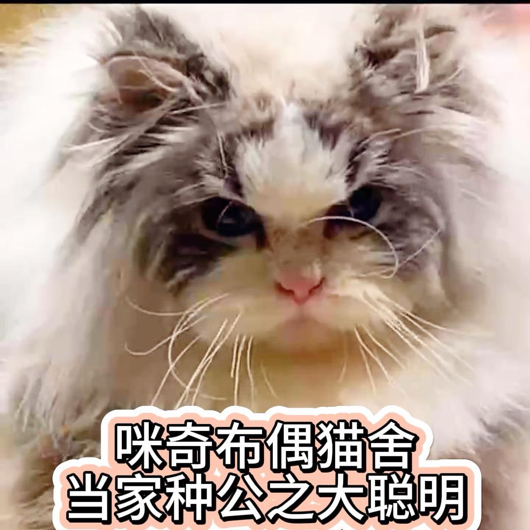 咪奇咪宅布偶猫