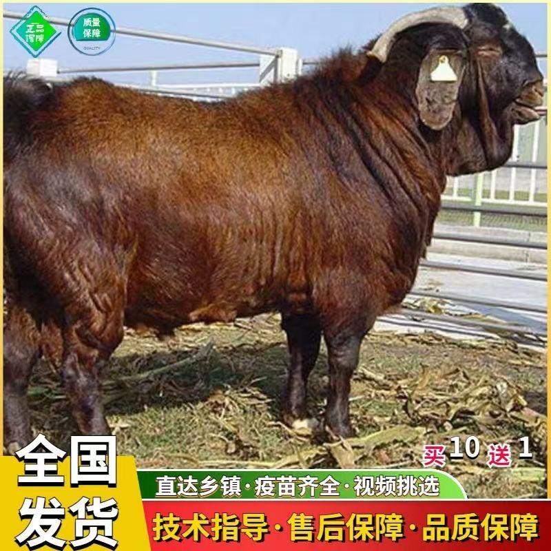 天桥区迪睿家禽店.