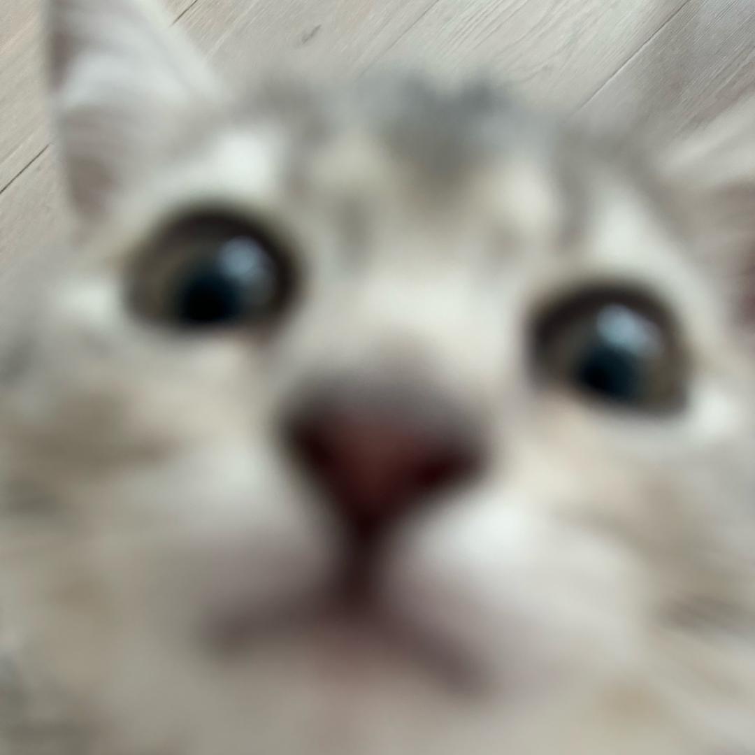 于黏黏是只猫