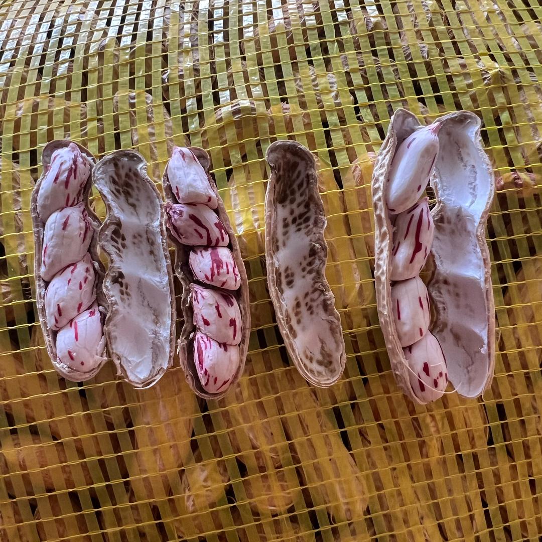 七彩花生🇬🇧供应链（专业打黑锤）