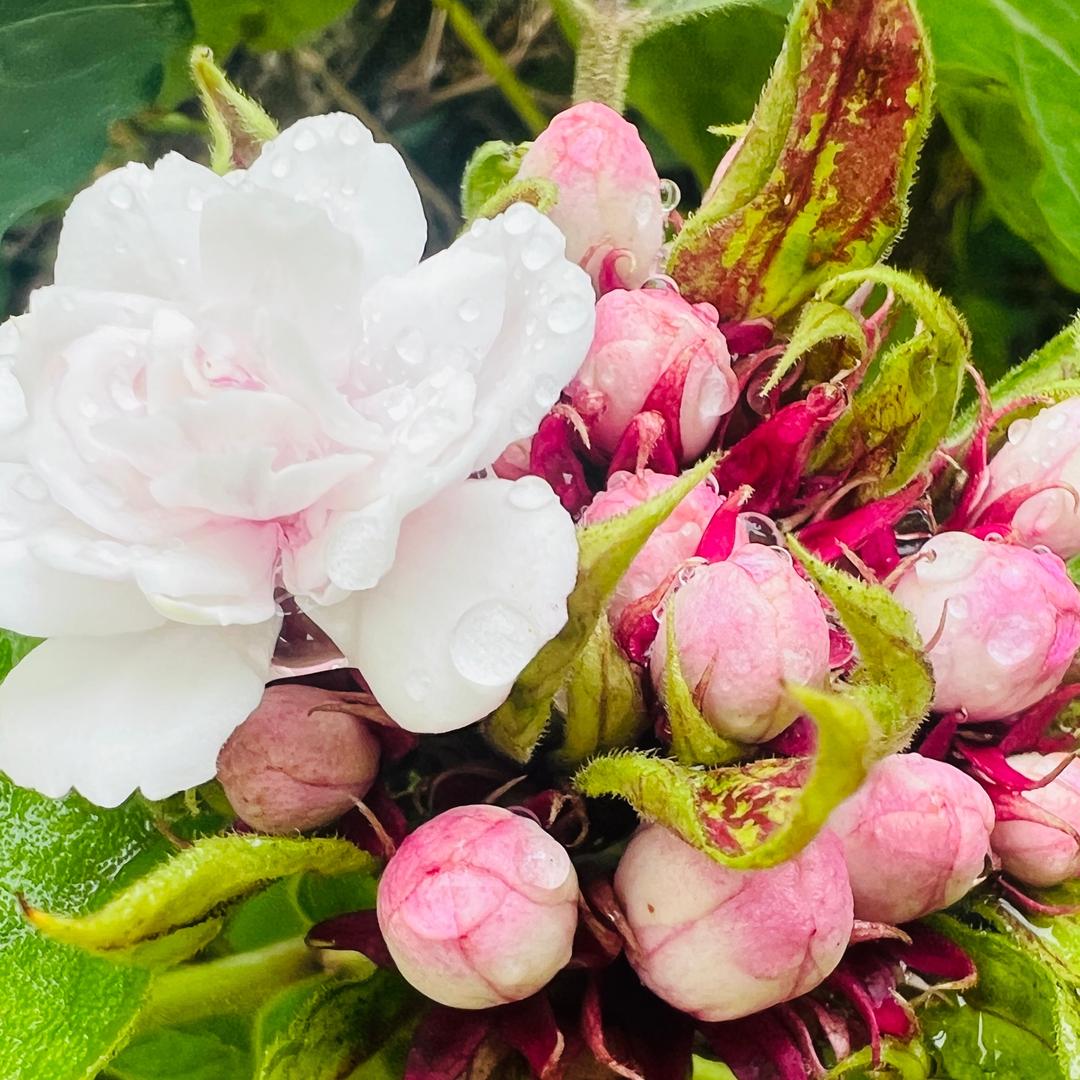 临溪云购优选店