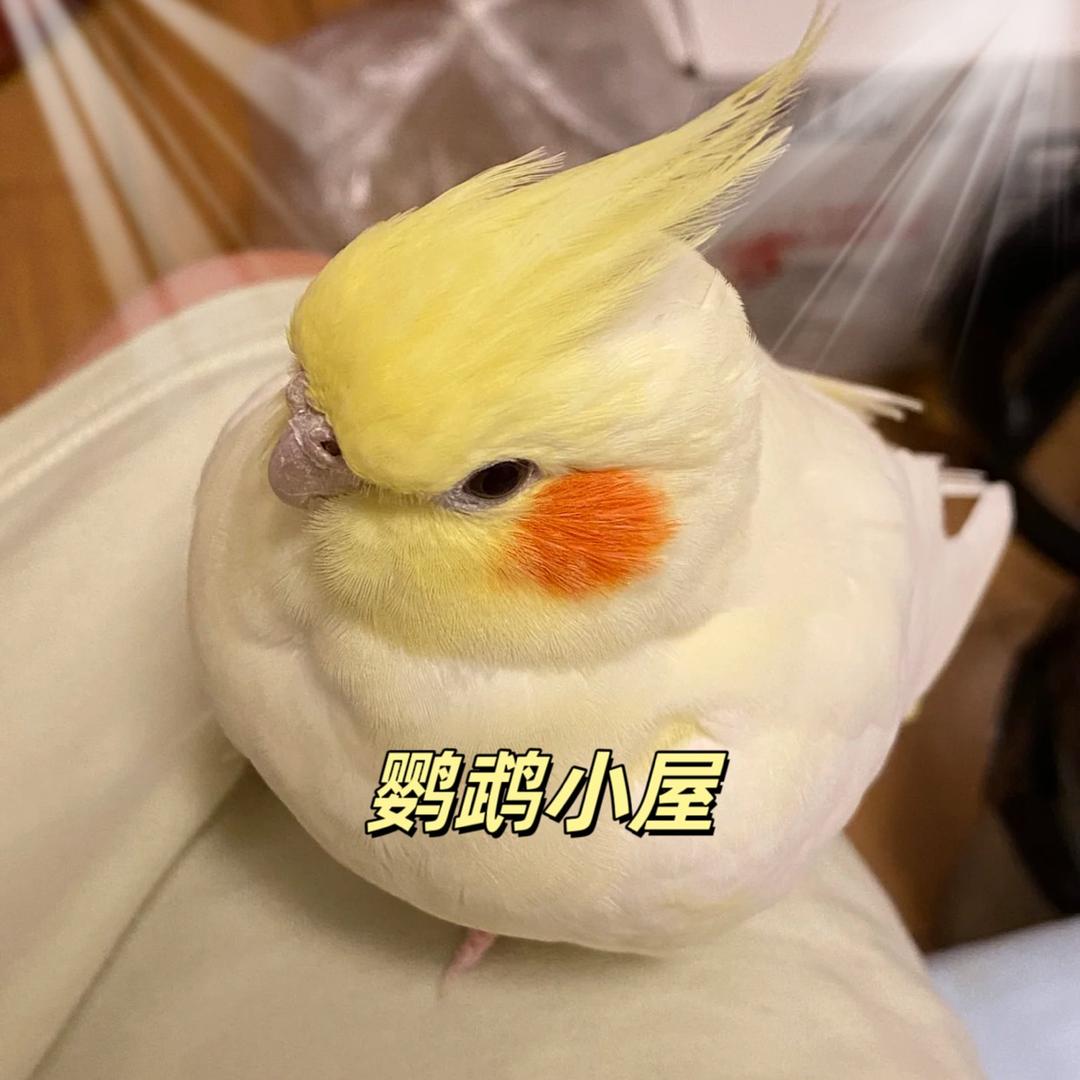 晨钲鹦鹉宠物屋