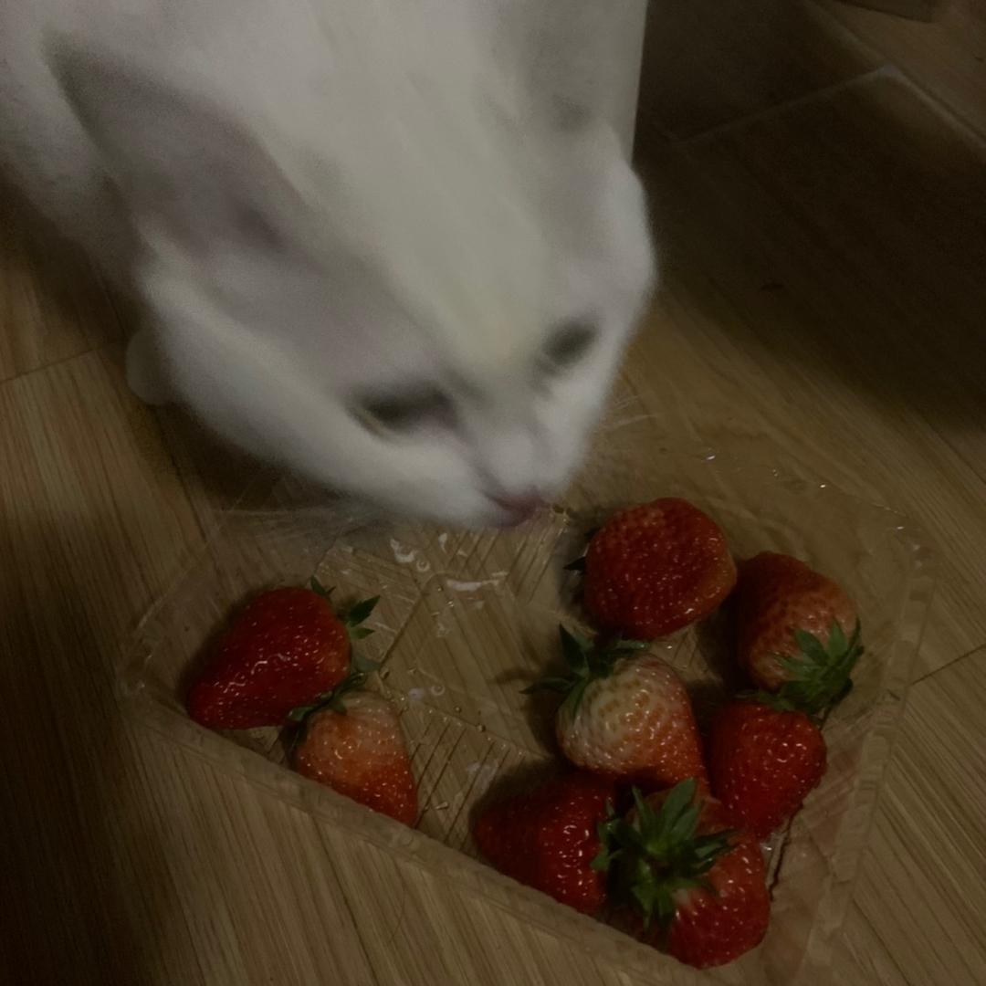 牛奶猫酱