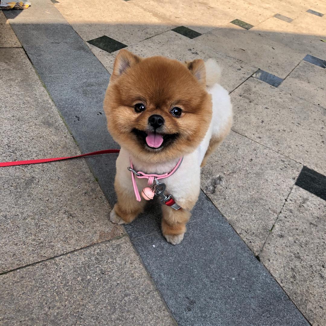 马儿建国