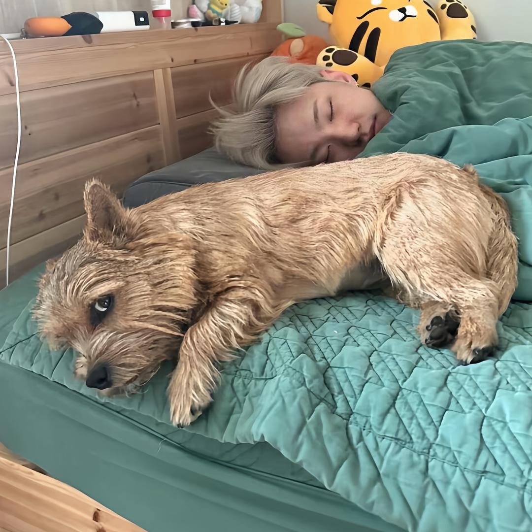 睡个好觉💤