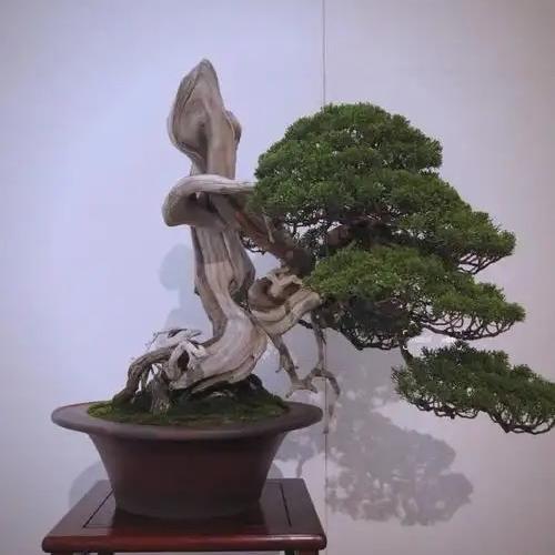 恒悦微盆栽花木精选铺