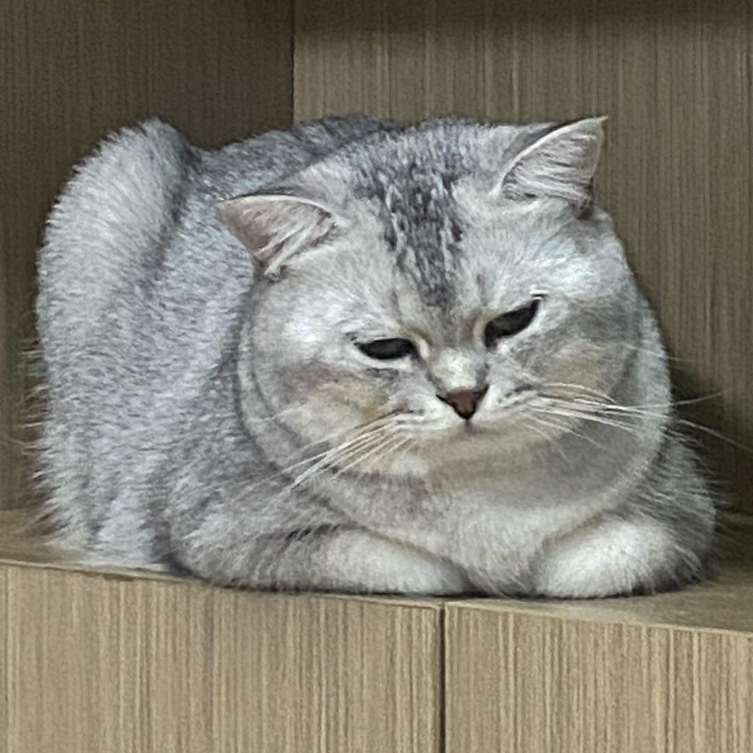 招财猫猫