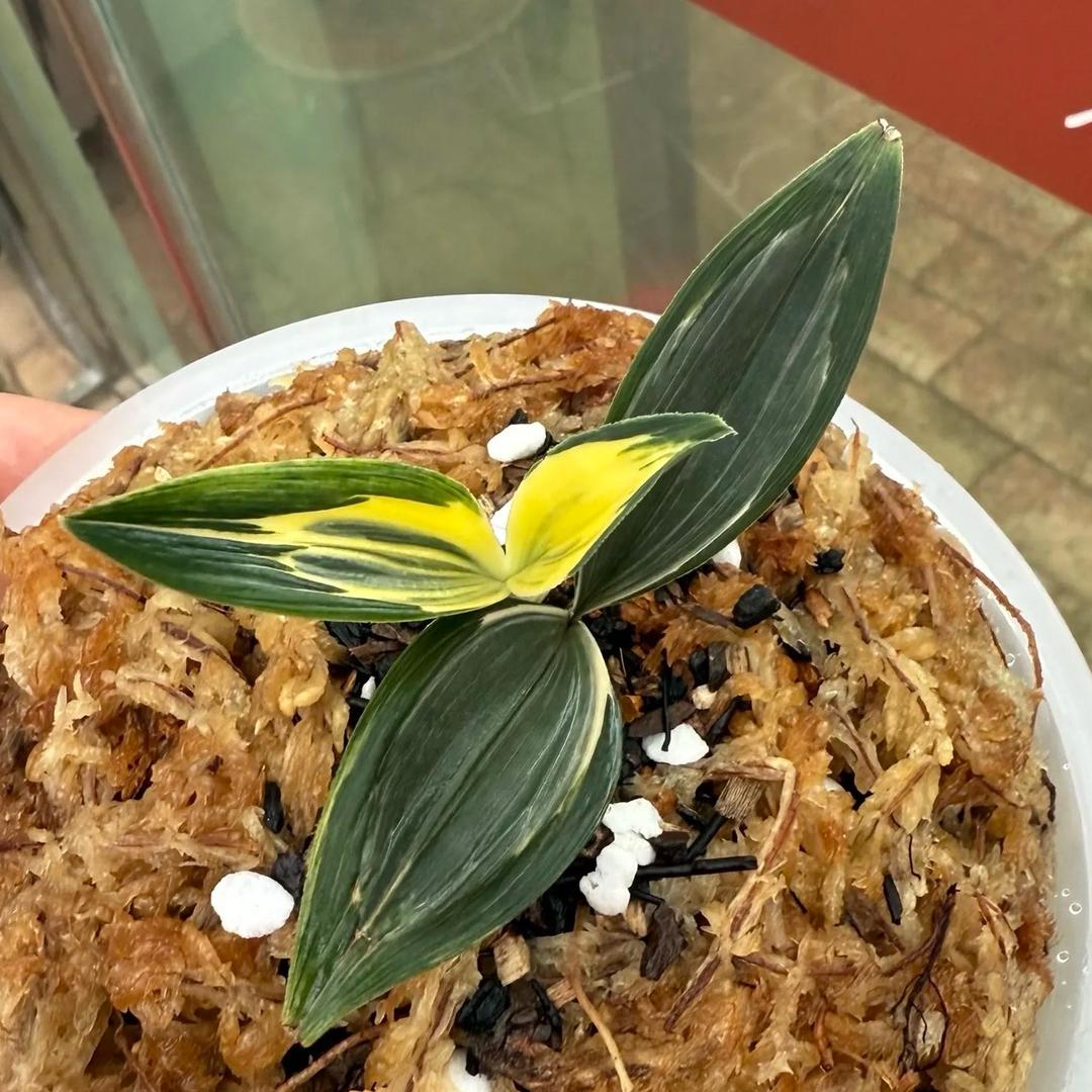 小陆花卉产品小店
