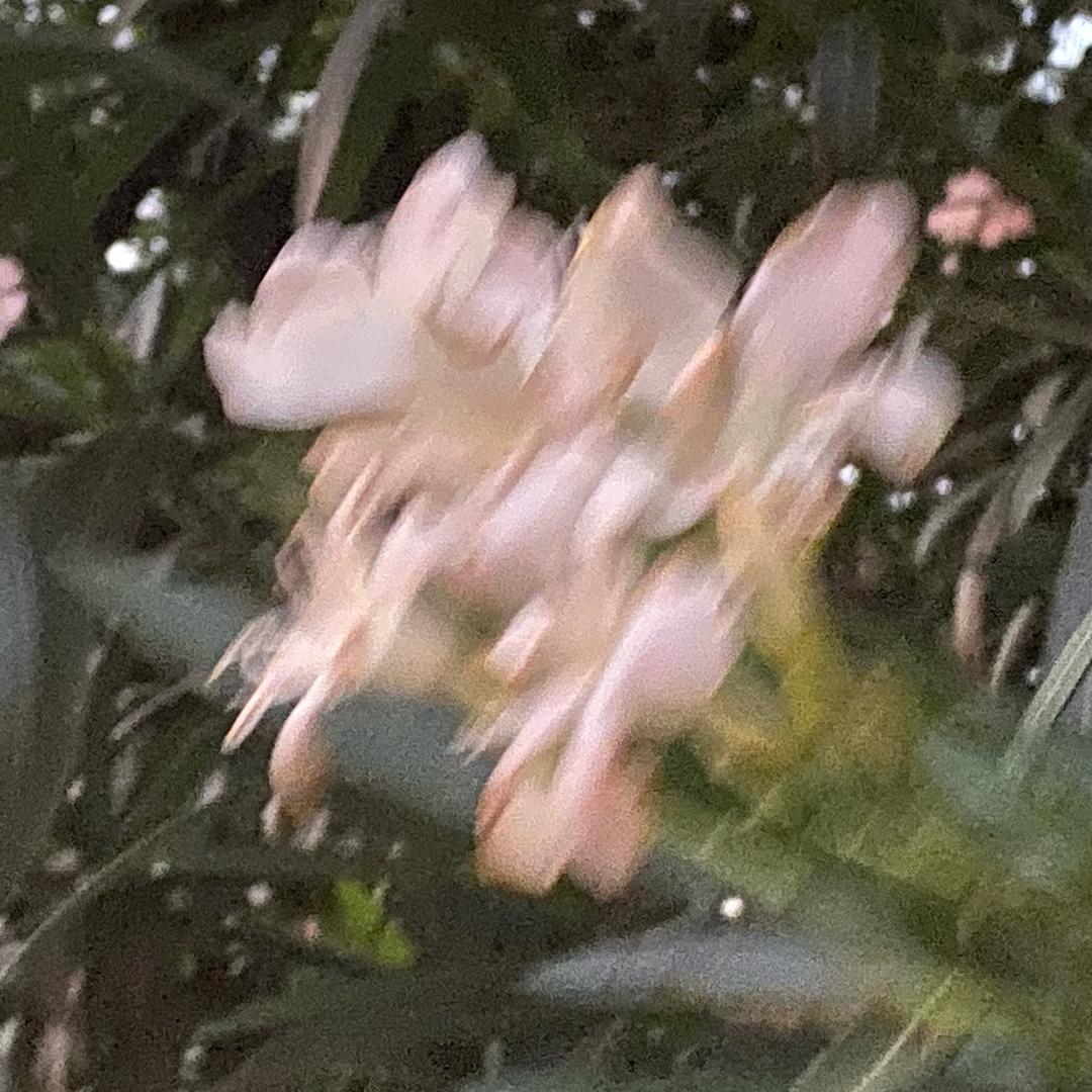 洪亭