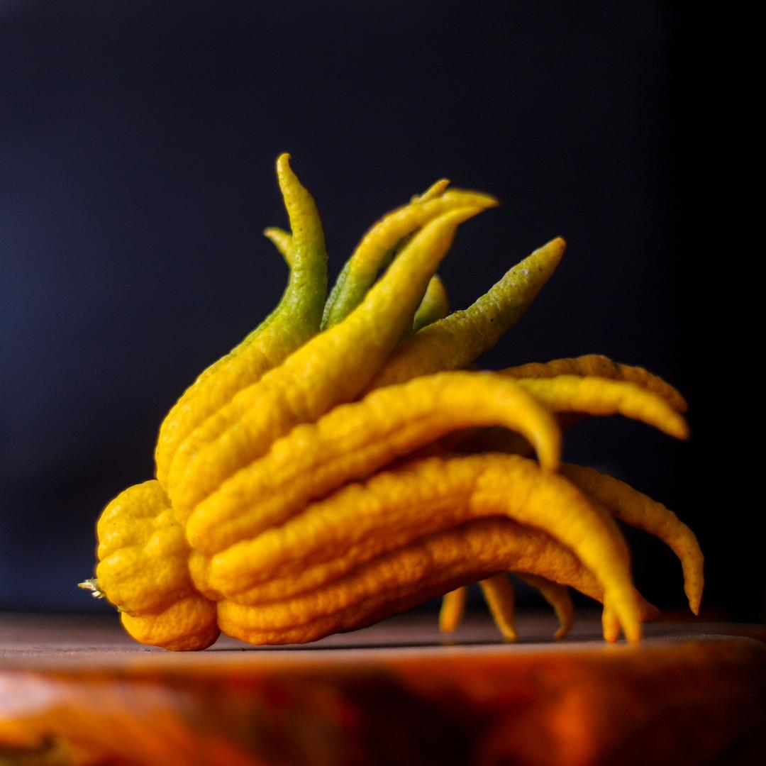 金华小叶佛手盆栽