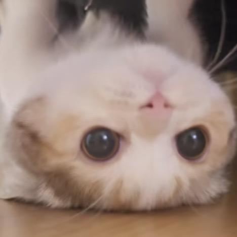 卷个小猫
