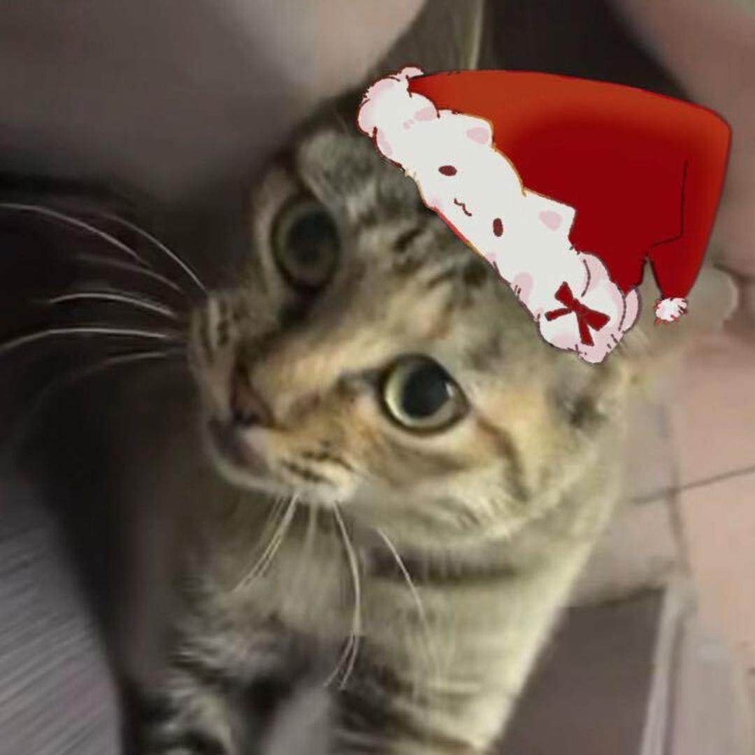 ⁺ʚ翼韩O▽Oɞ⁺