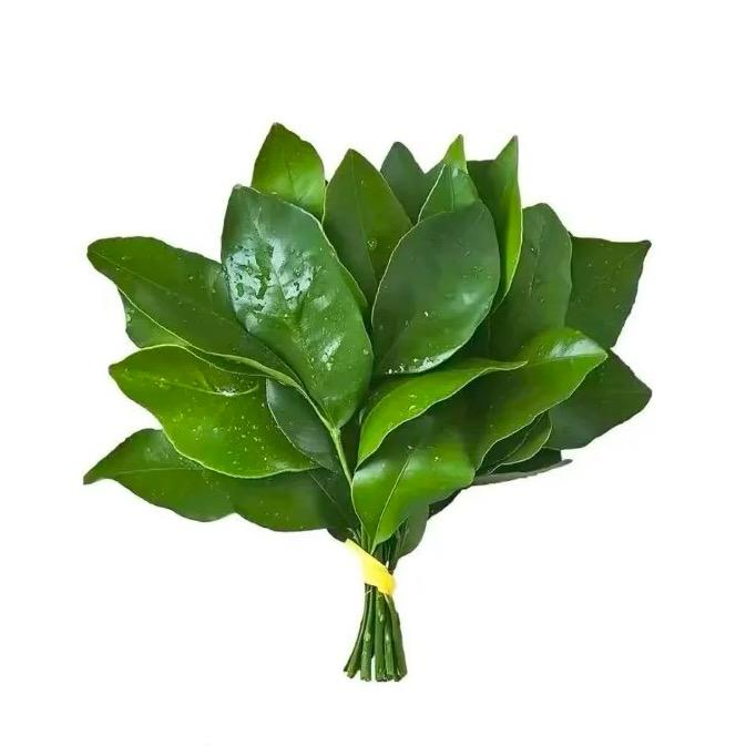 芸汐洛