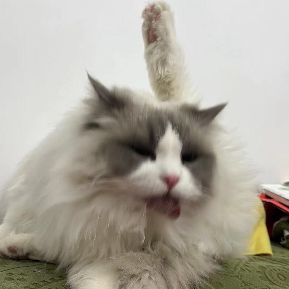 靓仔是只🐈