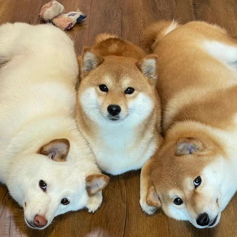 金铲铲神仙