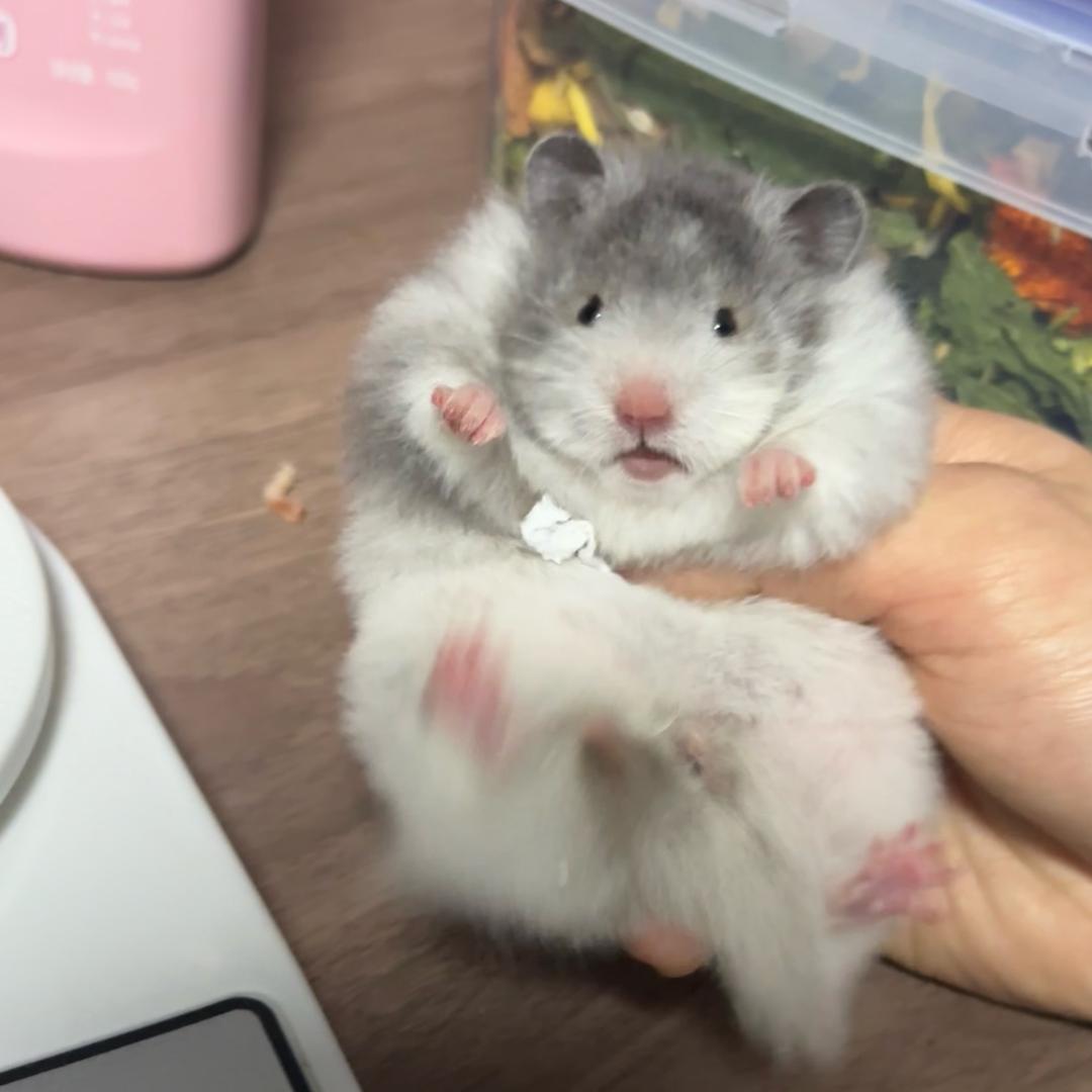 奇熊熊（出熊）