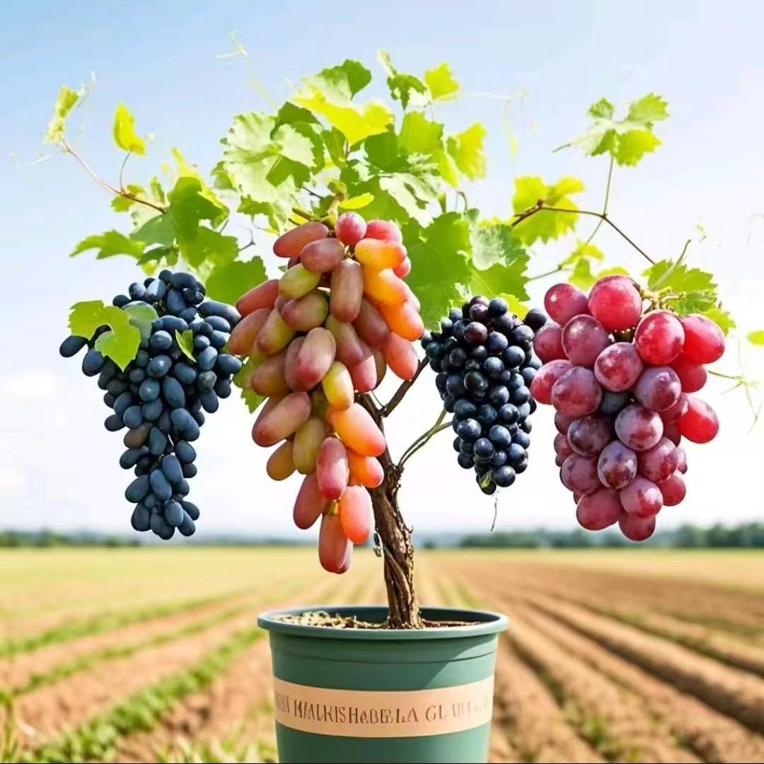 德花果树苗木专营店