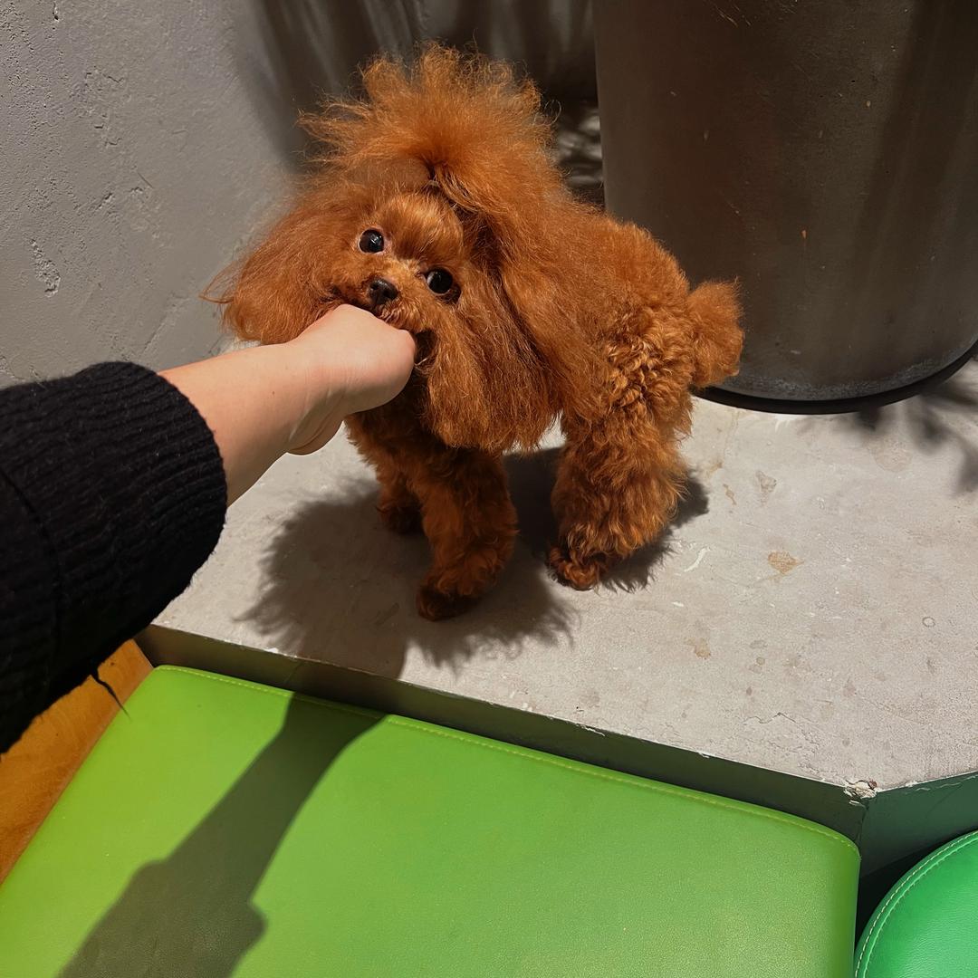 Teddy之家