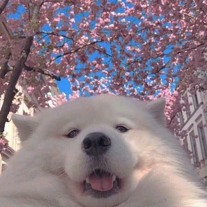 假想敌c