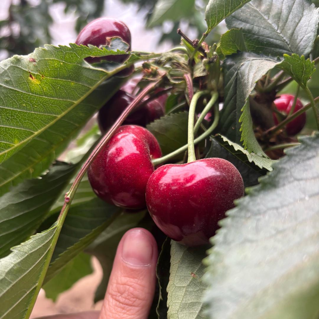 佛前圣果-尼维樱桃