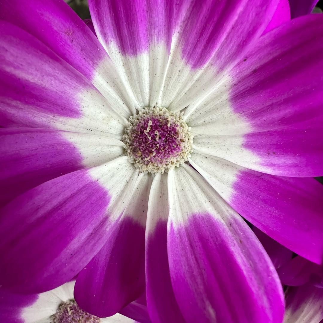 爱说快板的杨女士