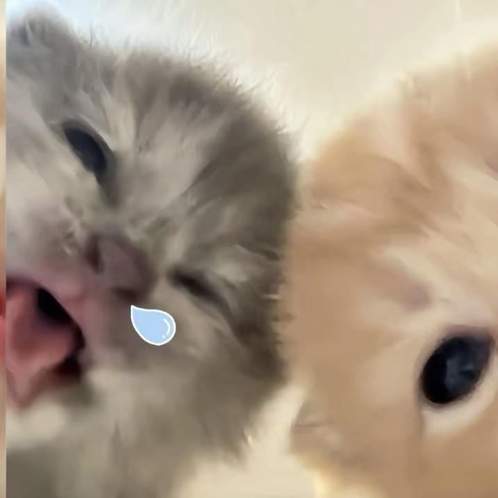 窝萌小崽