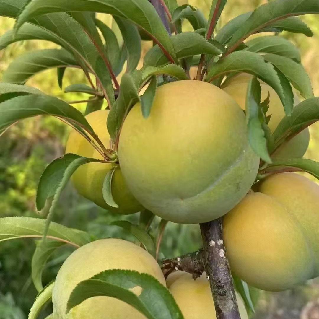 金桥（厨窗好物）