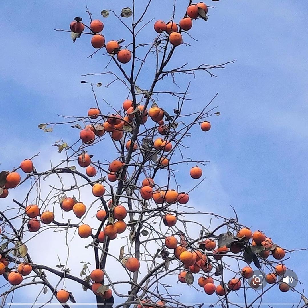 静等花开