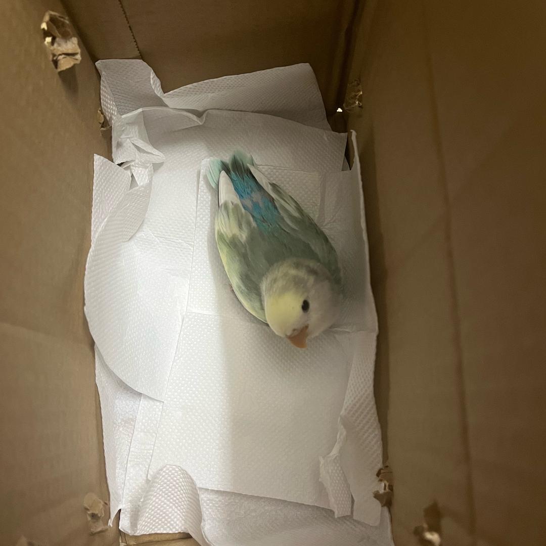 🦜鹦鹉出售点 （知识城）