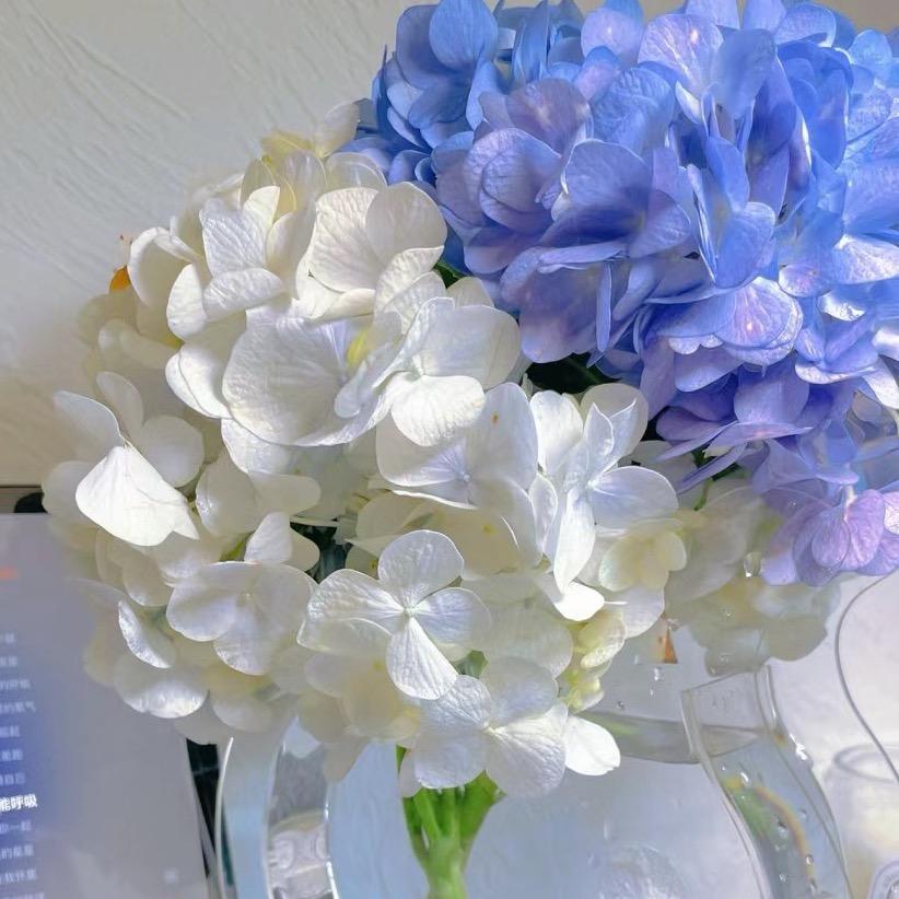 不吃香菜不吃香菜