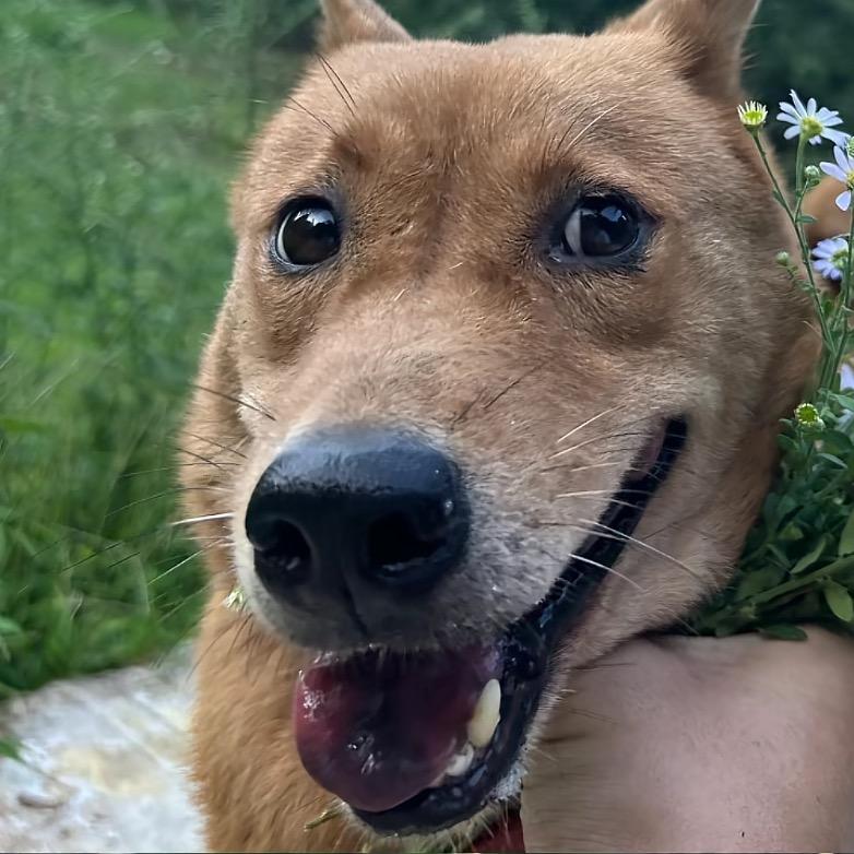 𝐿𝒩𝒜𝑅𝒜     ~~