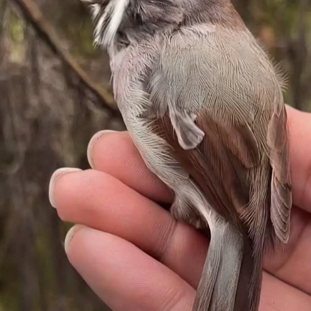 座山雕宠物鸟用品