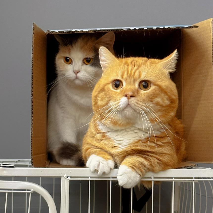 黄大复超正🐱