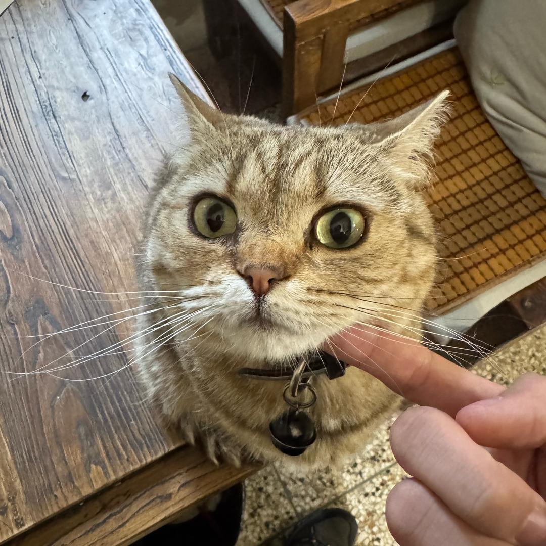 薄薄红