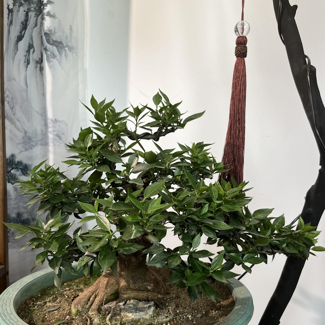 籽丘阁