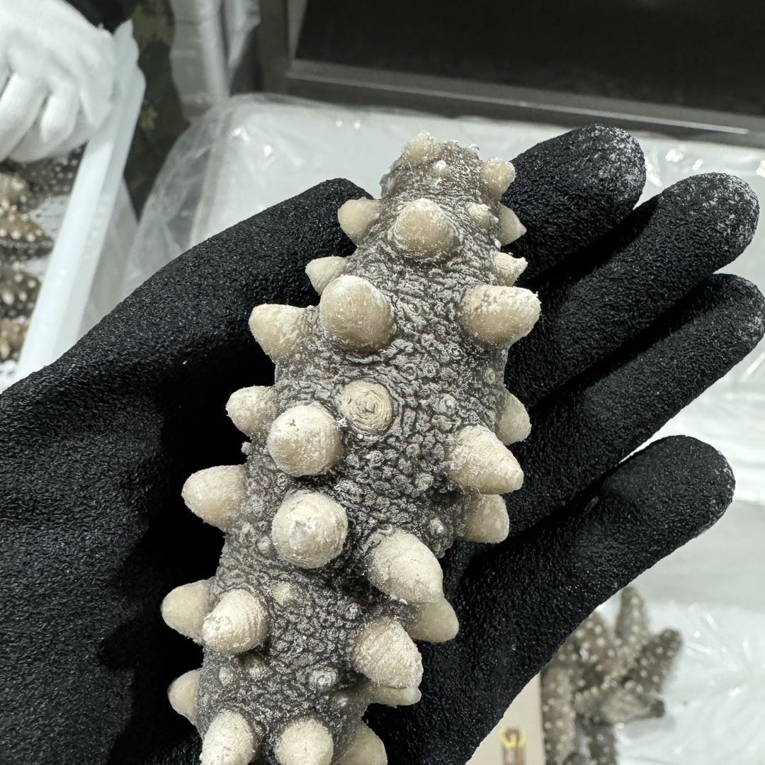 君彦水产海参批发