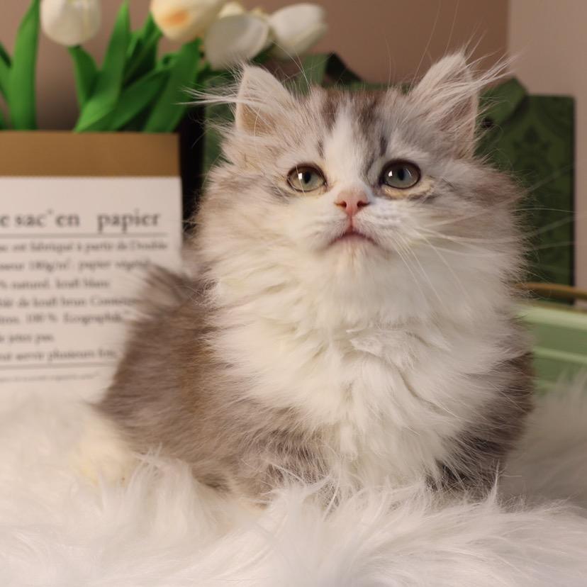 小满猫舍